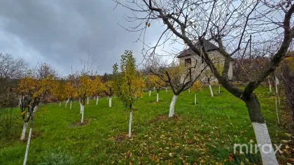 ИП Иванча, Оргеев, Кишинев изображение 194160