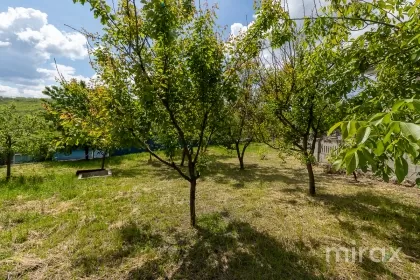 с. Питушка, Кэлэрашь, Молдова изображение 220864