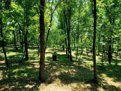 str.Tineretului, Poiana Domnească, or.Chișinău imaginea 224692